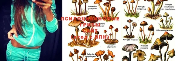 ГАЛЛЮЦИНОГЕННЫЕ ГРИБЫ Богданович